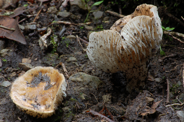 Un giretto tra le quercie